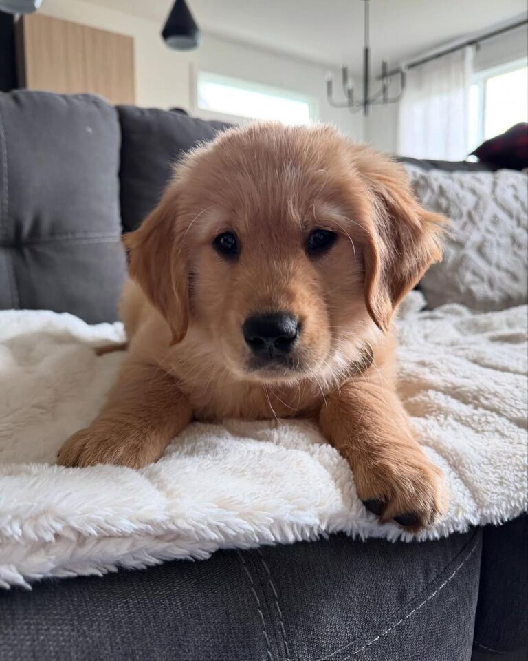 Rosie, a 9-week-old female Golden Retriever puppy